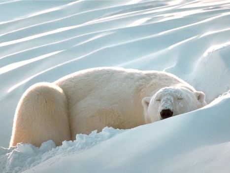 orso climatizzato